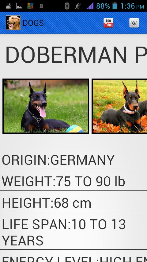 Dog Breeds