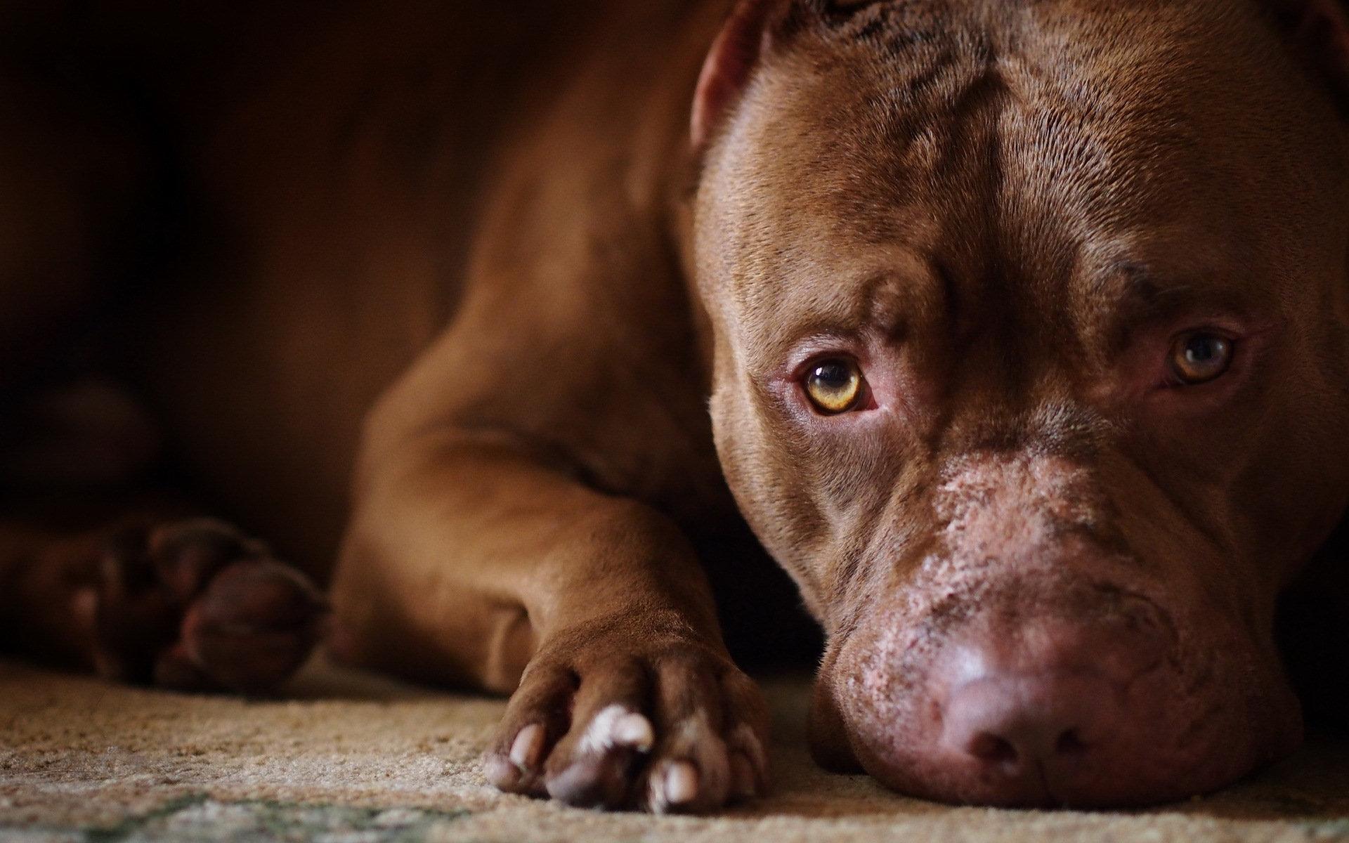 Pitbull Pack 3 Dog Wallpaper