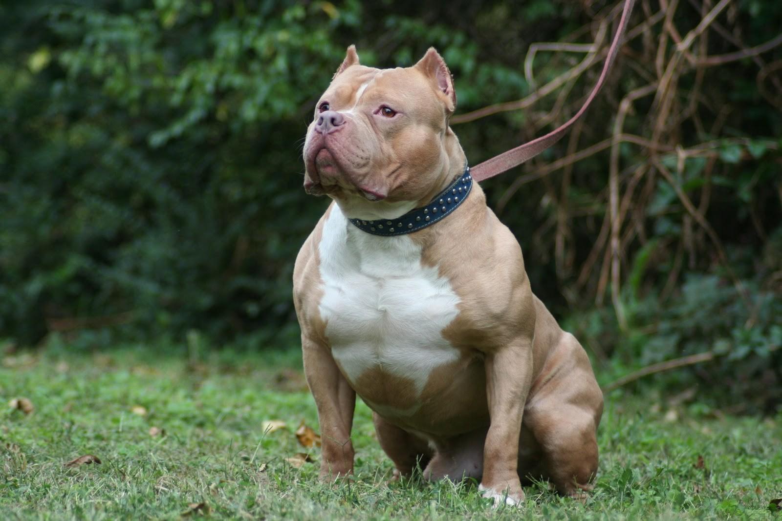 Pitbull Pack 3 Dog Wallpaper
