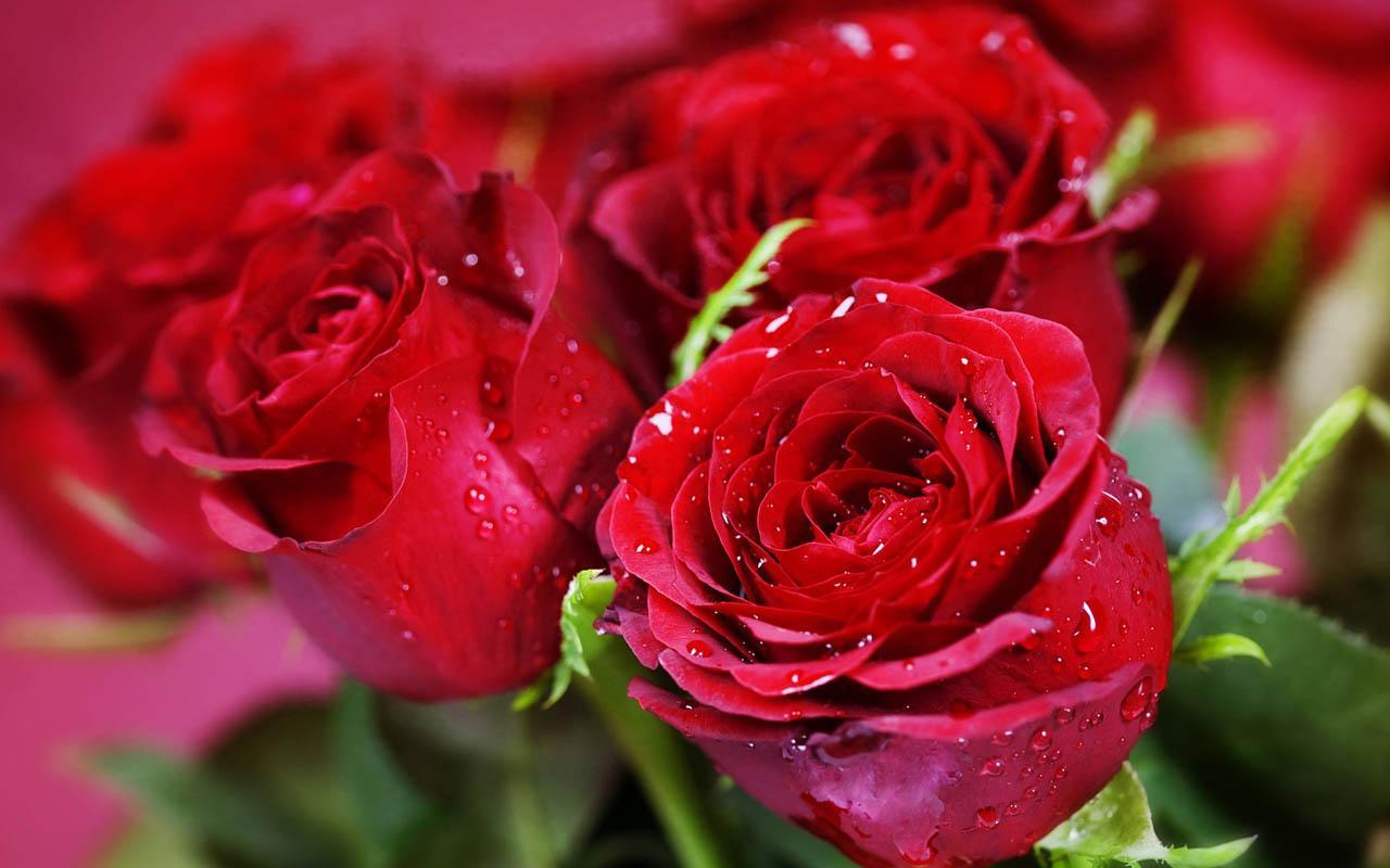 3D Rose