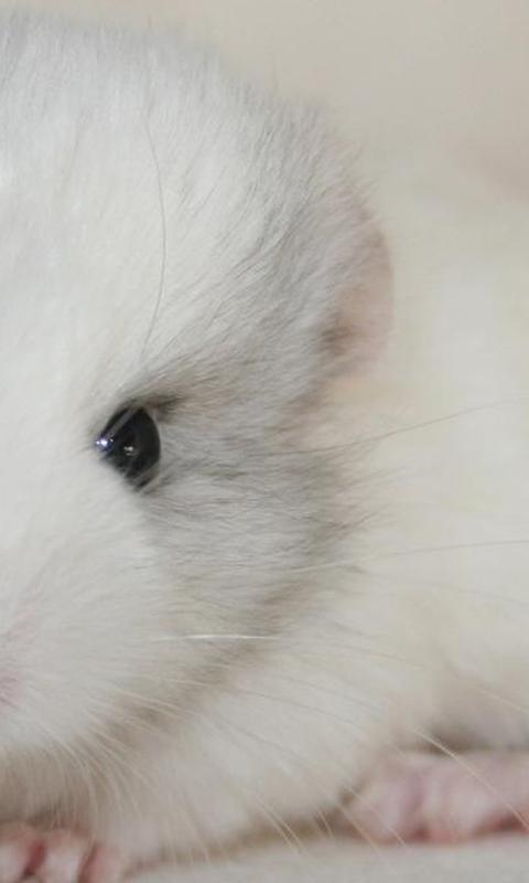 Hamster wallpapers