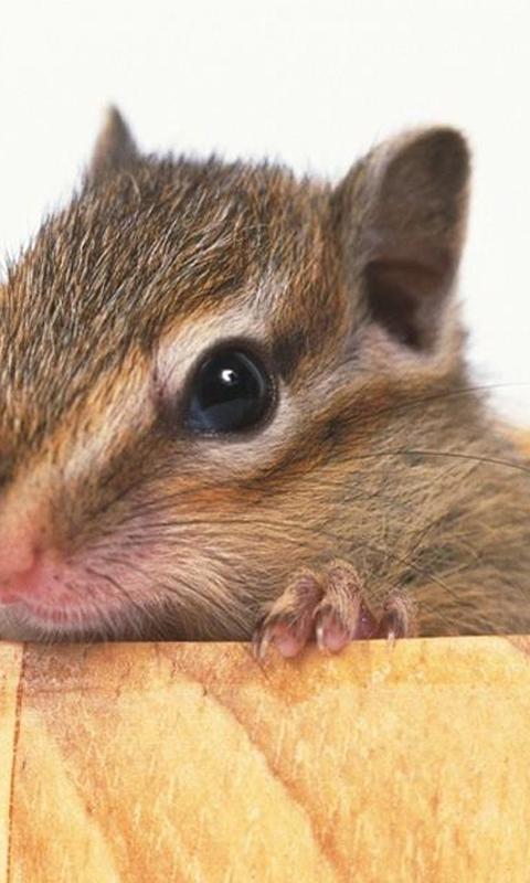 Hamster wallpapers