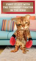 Boxing Cat