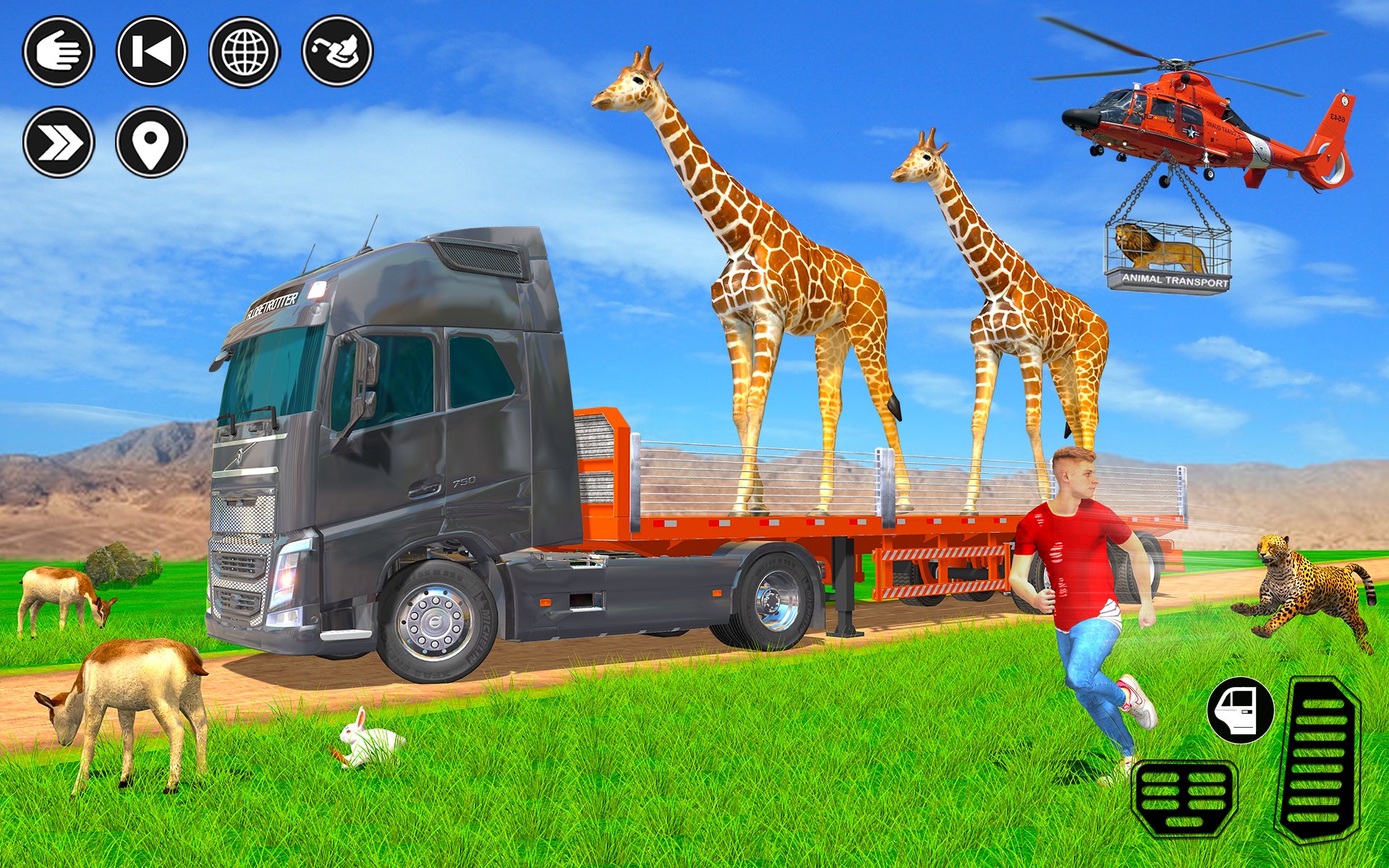 Animal Transport Truck Driving