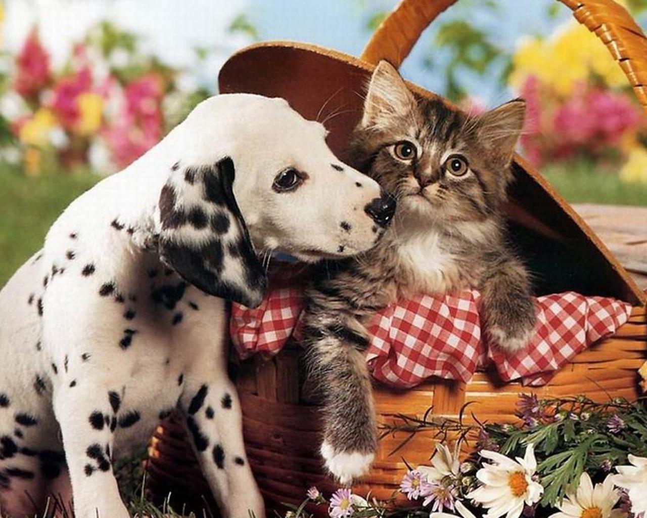 Puppy and Kitten Jigsaw Puzzle